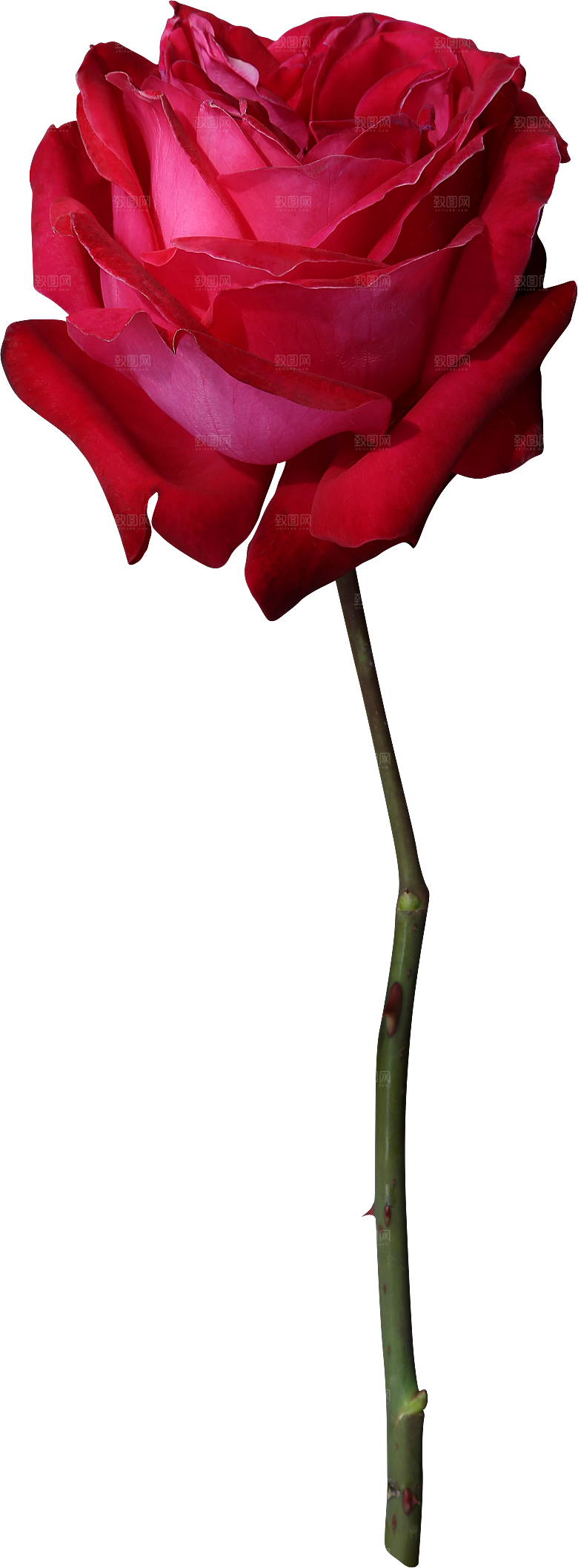 玫瑰花专题PNG图片各色玫瑰花瓣花枝