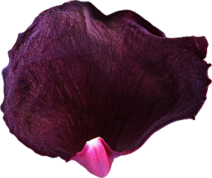 玫瑰花专题PNG图片各色玫瑰花瓣花枝