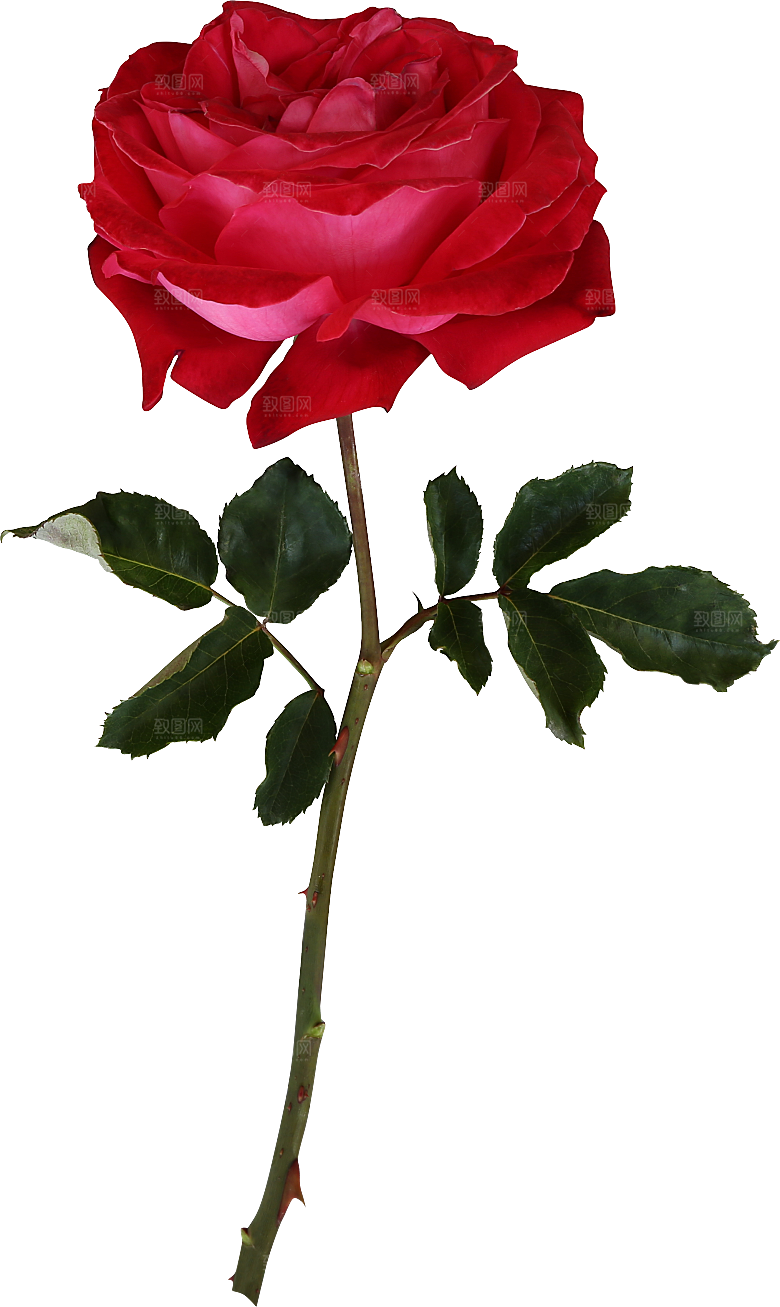 玫瑰花专题PNG图片各色玫瑰花瓣花枝