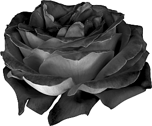 玫瑰花专题PNG图片各色玫瑰花瓣花枝素材