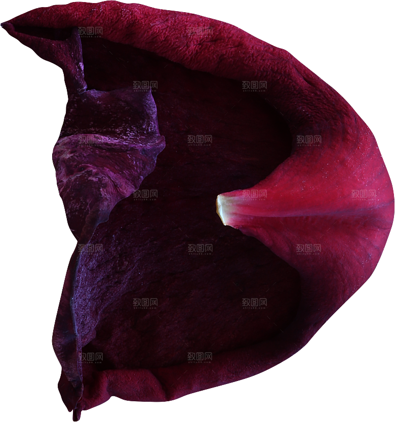 玫瑰花专题PNG图片各色玫瑰花瓣花枝素材