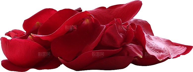 玫瑰花专题PNG图片各色玫瑰花瓣花枝素材