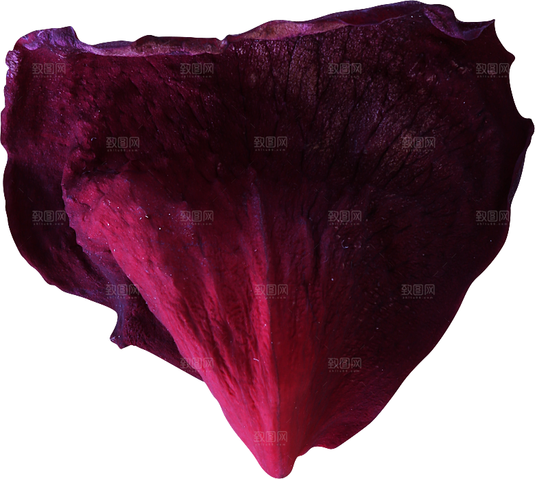 玫瑰花专题PNG图片各色玫瑰花瓣花枝素材