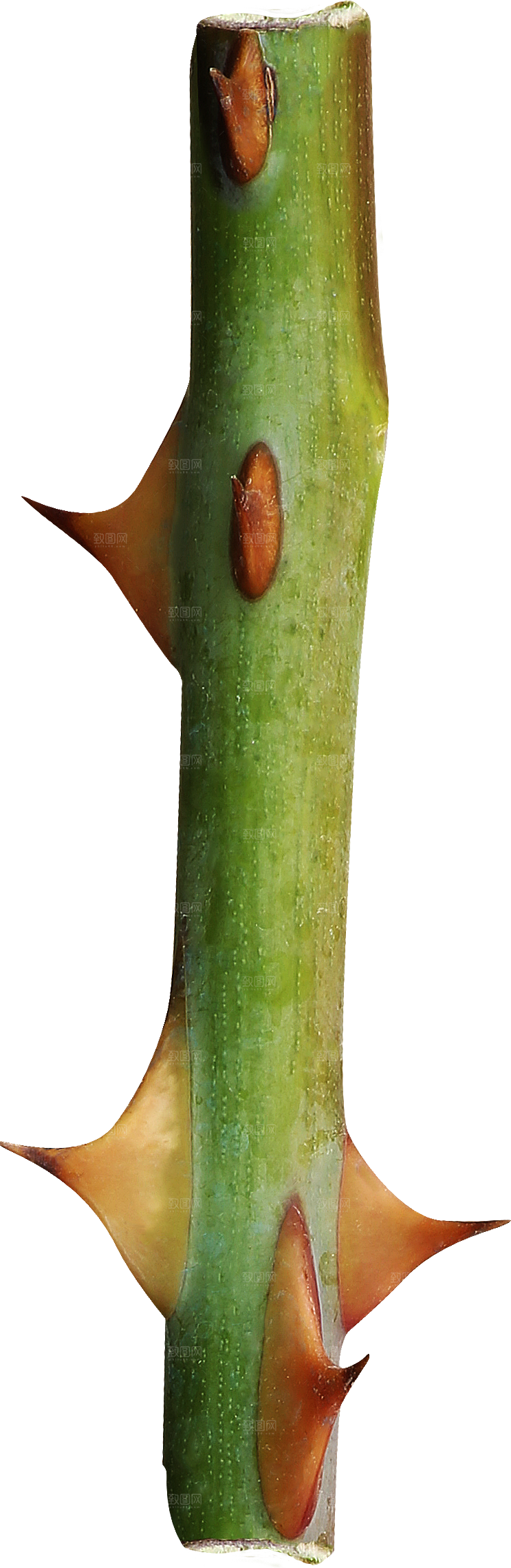 玫瑰花专题PNG图片各色玫瑰花瓣花枝素材