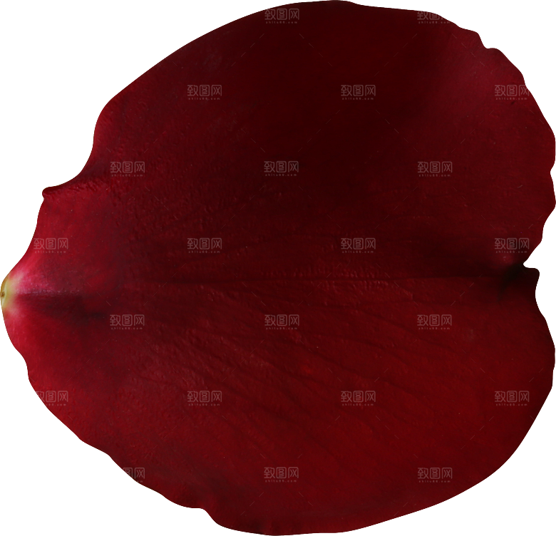 玫瑰花专题PNG图片各色玫瑰花瓣花枝素材