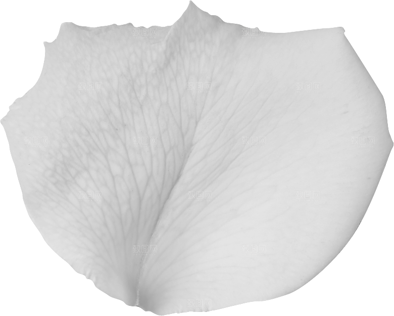 玫瑰花专题PNG图片各色玫瑰花瓣花枝
