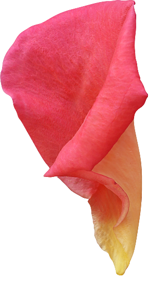 玫瑰花专题PNG图片各色玫瑰花瓣花枝