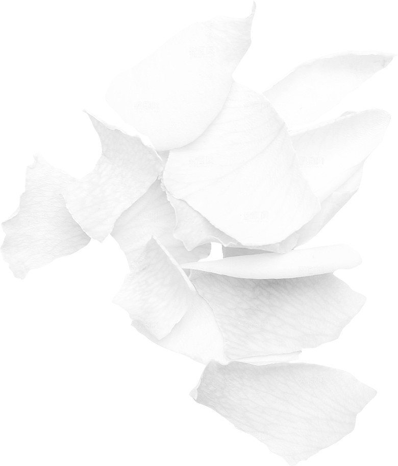 玫瑰花专题PNG图片各色玫瑰花瓣花枝