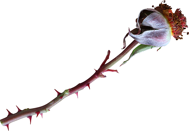 玫瑰花专题PNG图片各色玫瑰花瓣花枝