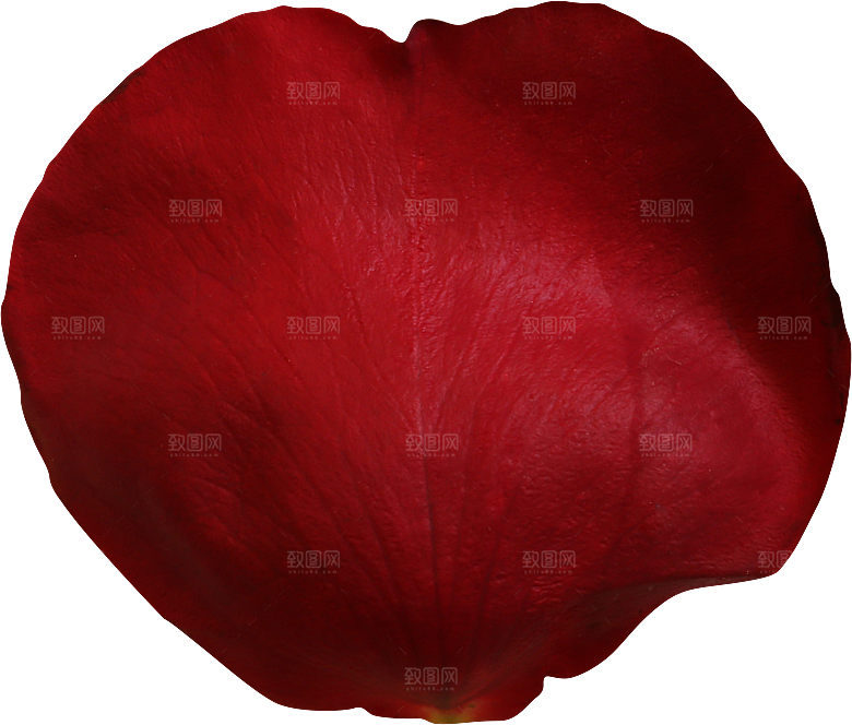 玫瑰花专题PNG图片各色玫瑰花瓣花枝