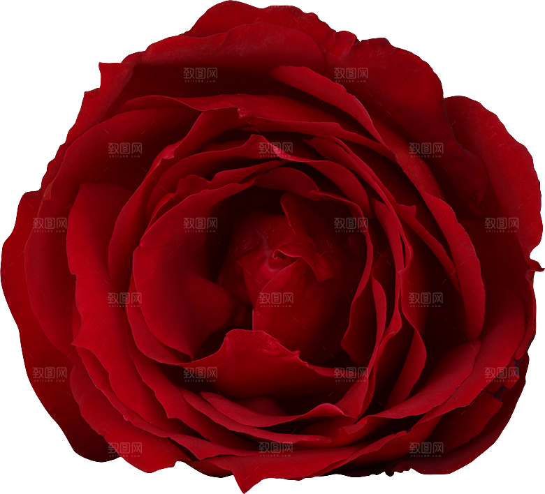 玫瑰花专题PNG图片各色玫瑰花瓣花枝