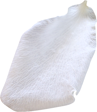玫瑰花专题PNG图片各色玫瑰花瓣花枝