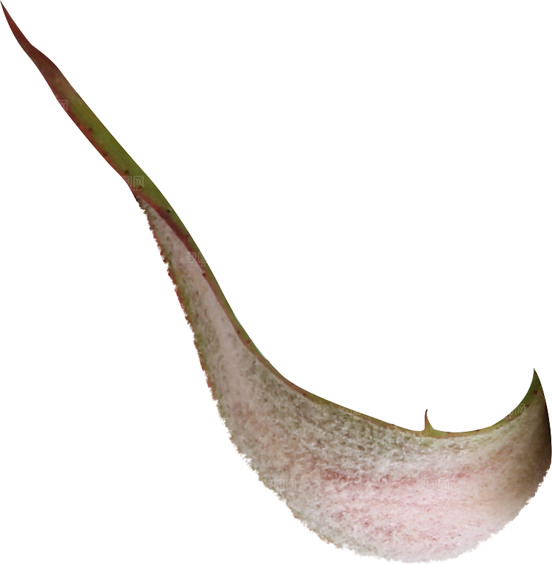玫瑰花专题PNG图片各色玫瑰花瓣花枝