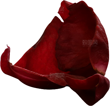 玫瑰花专题PNG图片各色玫瑰花瓣花枝素材