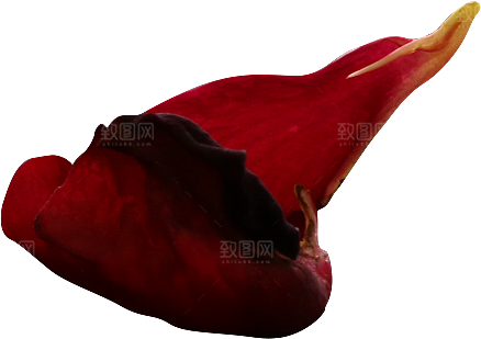 玫瑰花专题PNG图片各色玫瑰花瓣花枝素材