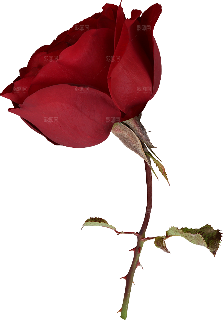 玫瑰花专题PNG图片各色玫瑰花瓣花枝素材