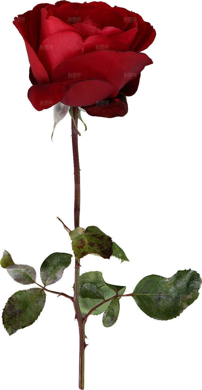 玫瑰花专题PNG图片各色玫瑰花瓣花枝素材