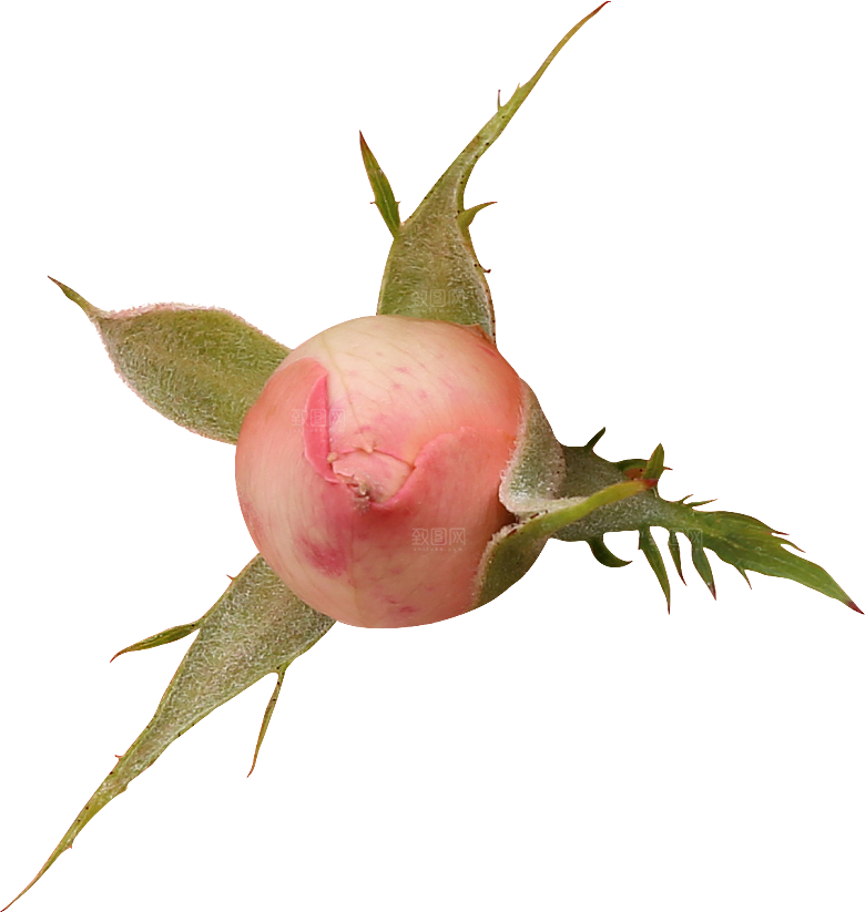 玫瑰花专题PNG图片各色玫瑰花瓣花枝素材