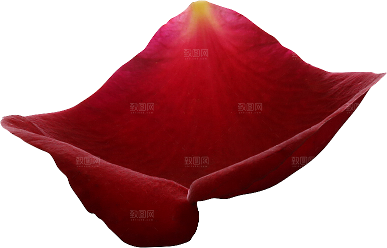 玫瑰花专题PNG图片各色玫瑰花瓣花枝