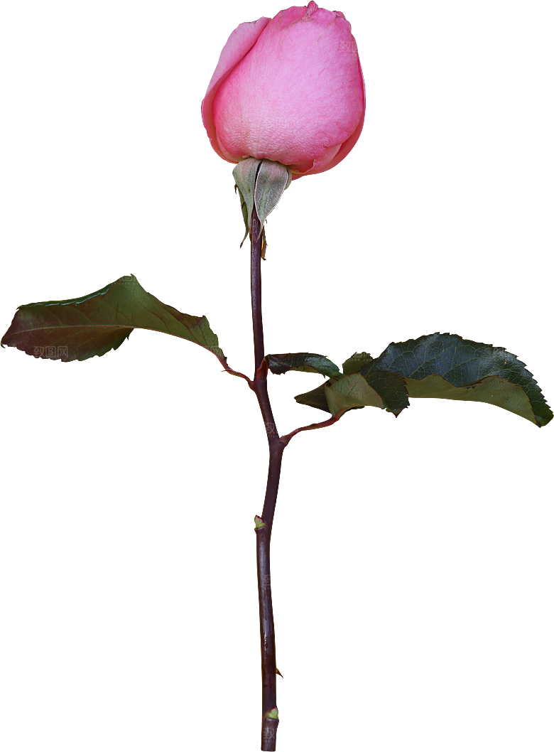 玫瑰花专题PNG图片各色玫瑰花瓣花枝
