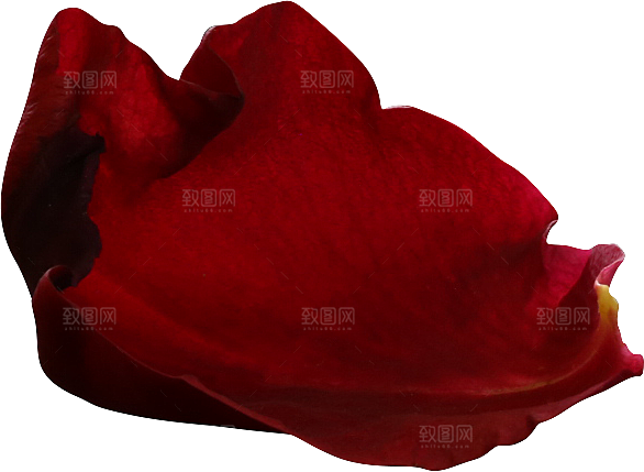 玫瑰花专题PNG图片各色玫瑰花瓣花枝