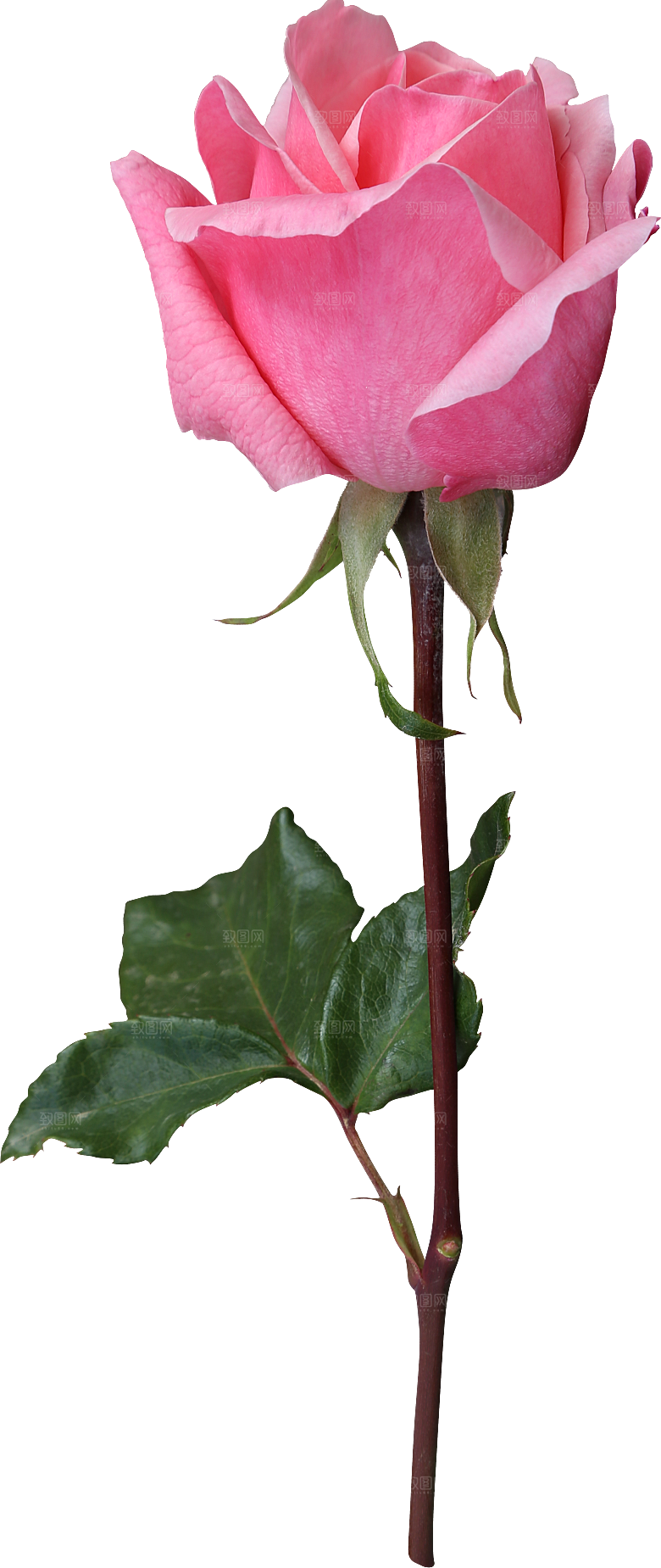 玫瑰花专题PNG图片各色玫瑰花瓣花枝