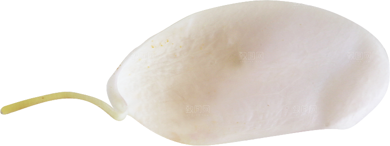 玫瑰花专题PNG图片各色玫瑰花瓣花枝