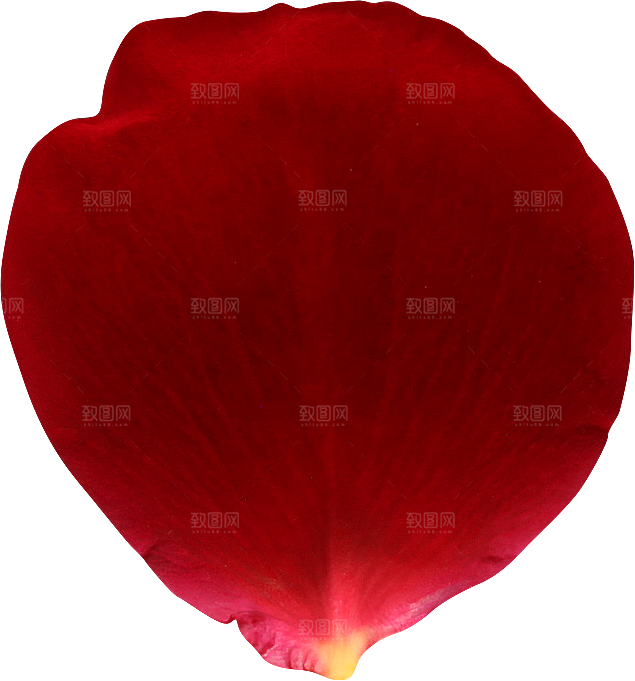 玫瑰花专题PNG图片各色玫瑰花瓣花枝