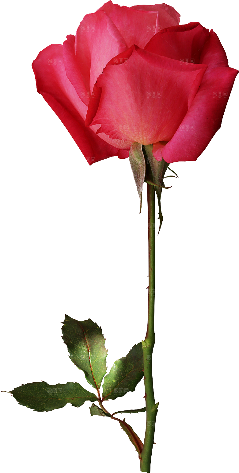 玫瑰花专题PNG图片各色玫瑰花瓣花枝