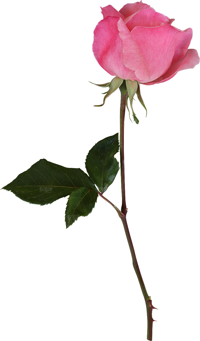 玫瑰花专题PNG图片各色玫瑰花瓣花枝