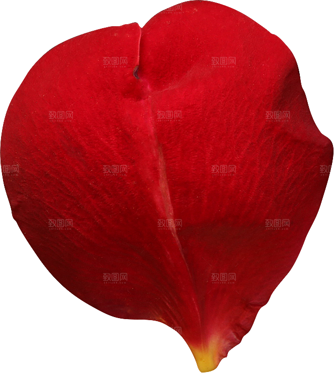玫瑰花专题PNG图片各色玫瑰花瓣花枝素材