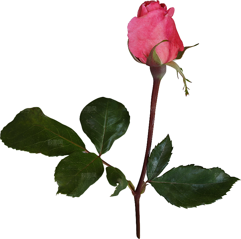 玫瑰花专题PNG图片各色玫瑰花瓣花枝素材
