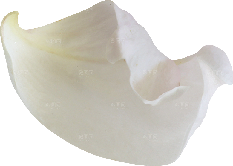 玫瑰花专题PNG图片各色玫瑰花瓣花枝素材