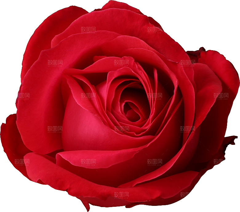 玫瑰花专题PNG图片各色玫瑰花瓣花枝素材