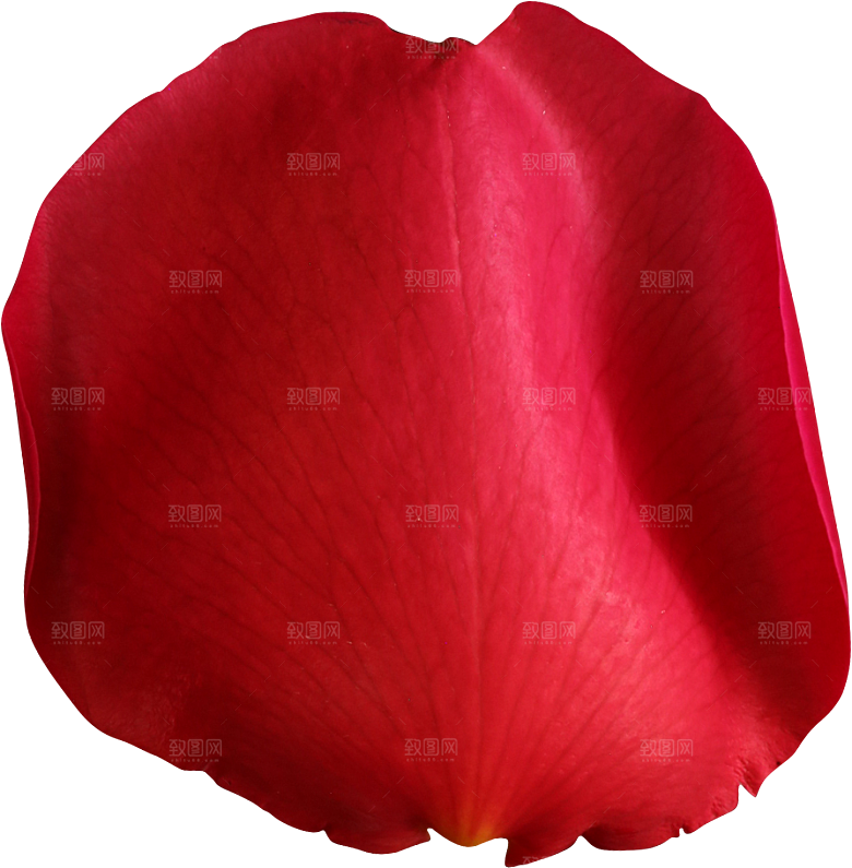 玫瑰花专题PNG图片各色玫瑰花瓣花枝素材