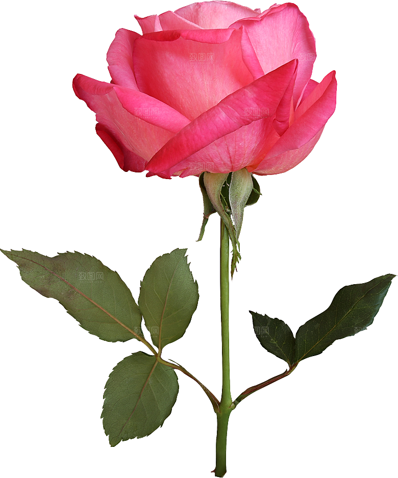 玫瑰花专题PNG图片各色玫瑰花瓣花枝素材