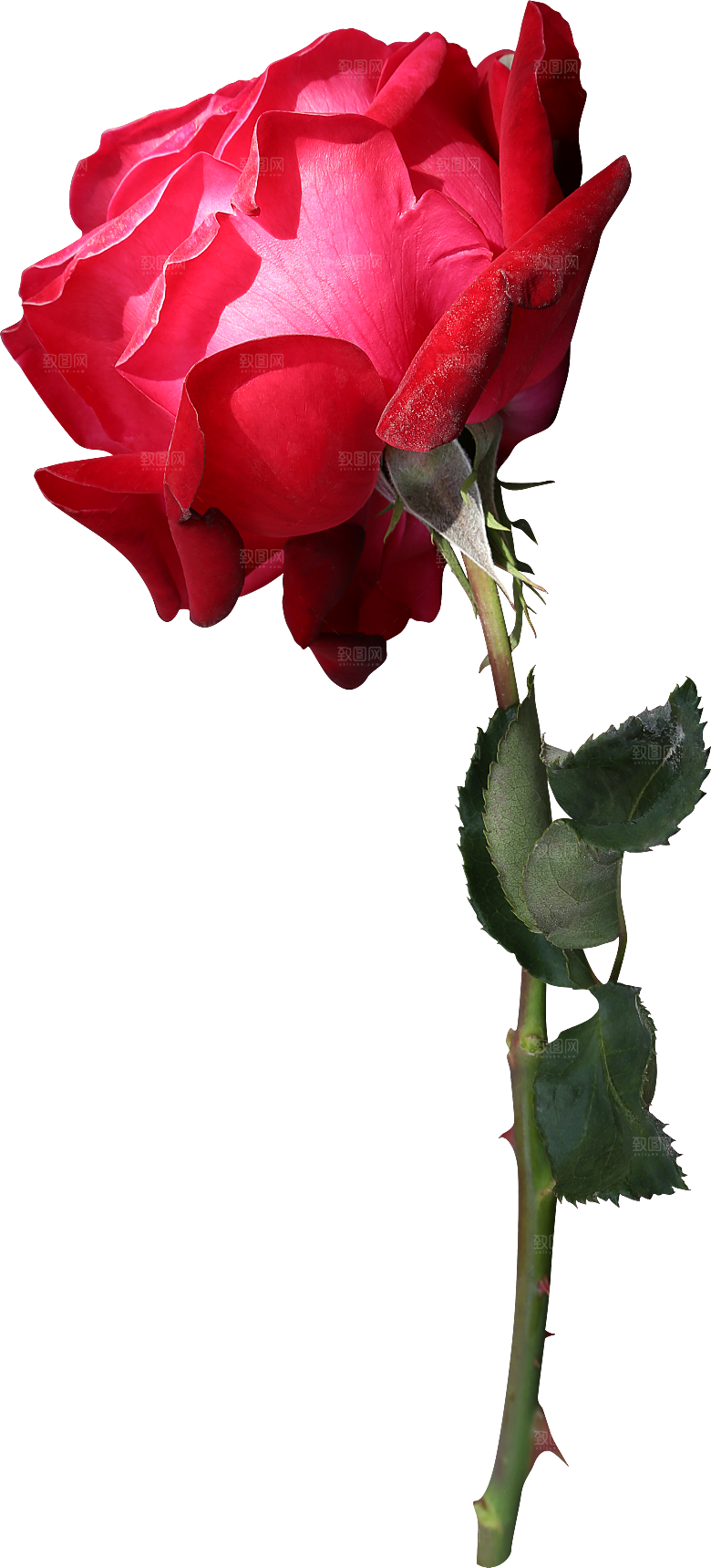 玫瑰花专题PNG图片各色玫瑰花瓣花枝素材