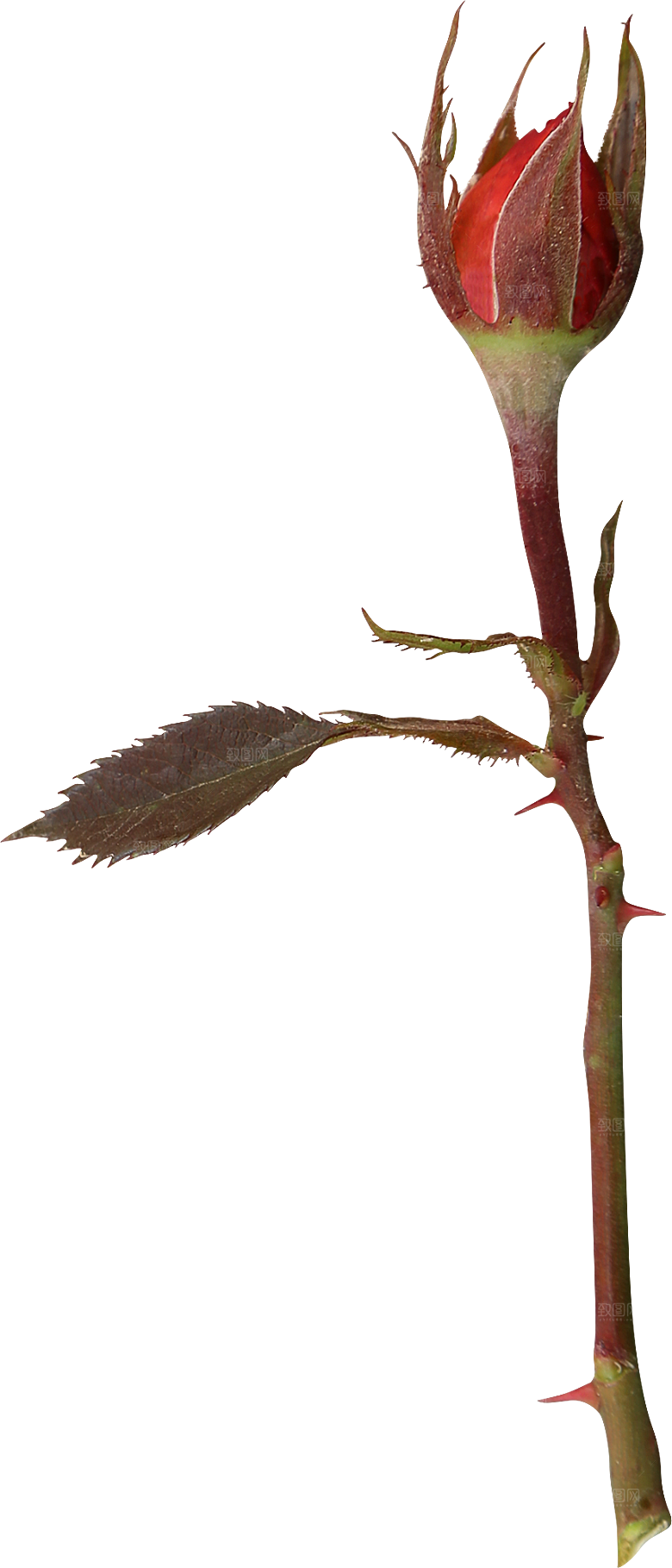 玫瑰花专题PNG图片各色玫瑰花瓣花枝