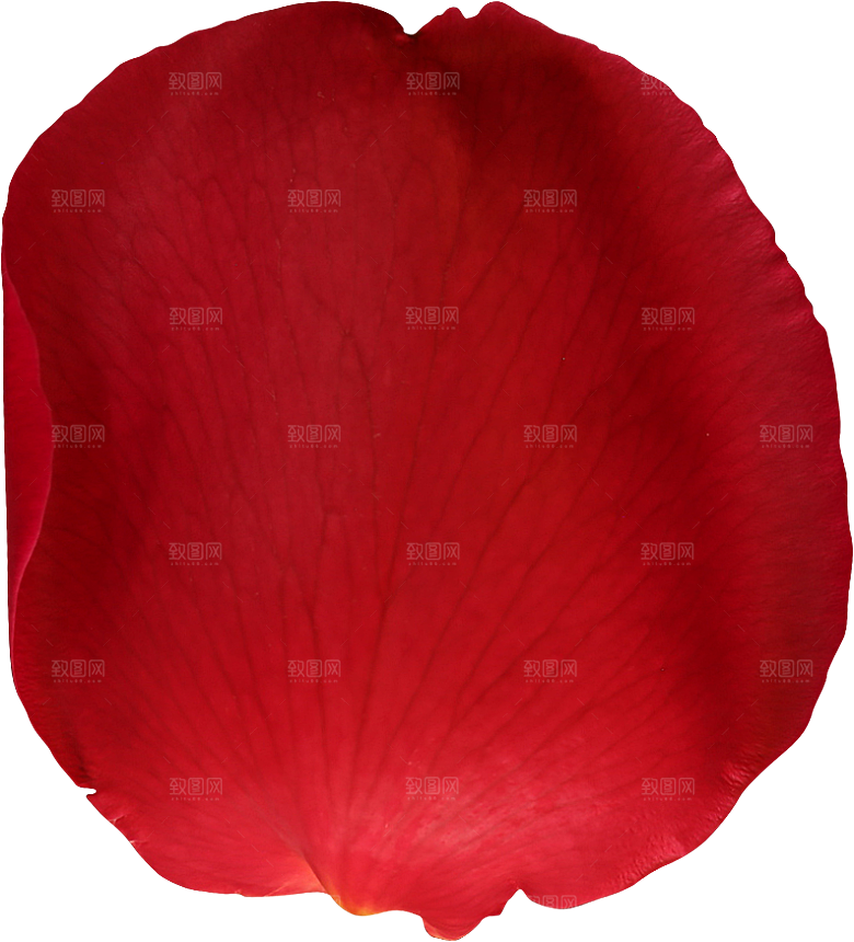 玫瑰花专题PNG图片各色玫瑰花瓣花枝