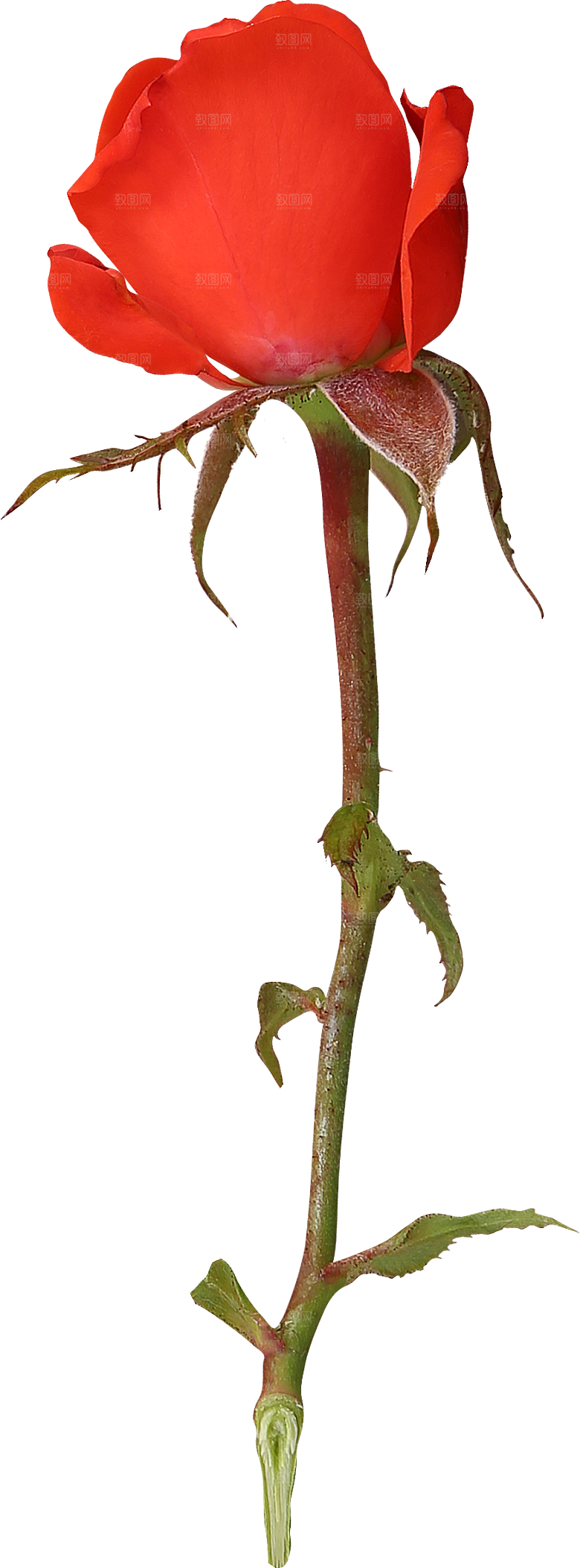 玫瑰花专题PNG图片各色玫瑰花瓣花枝