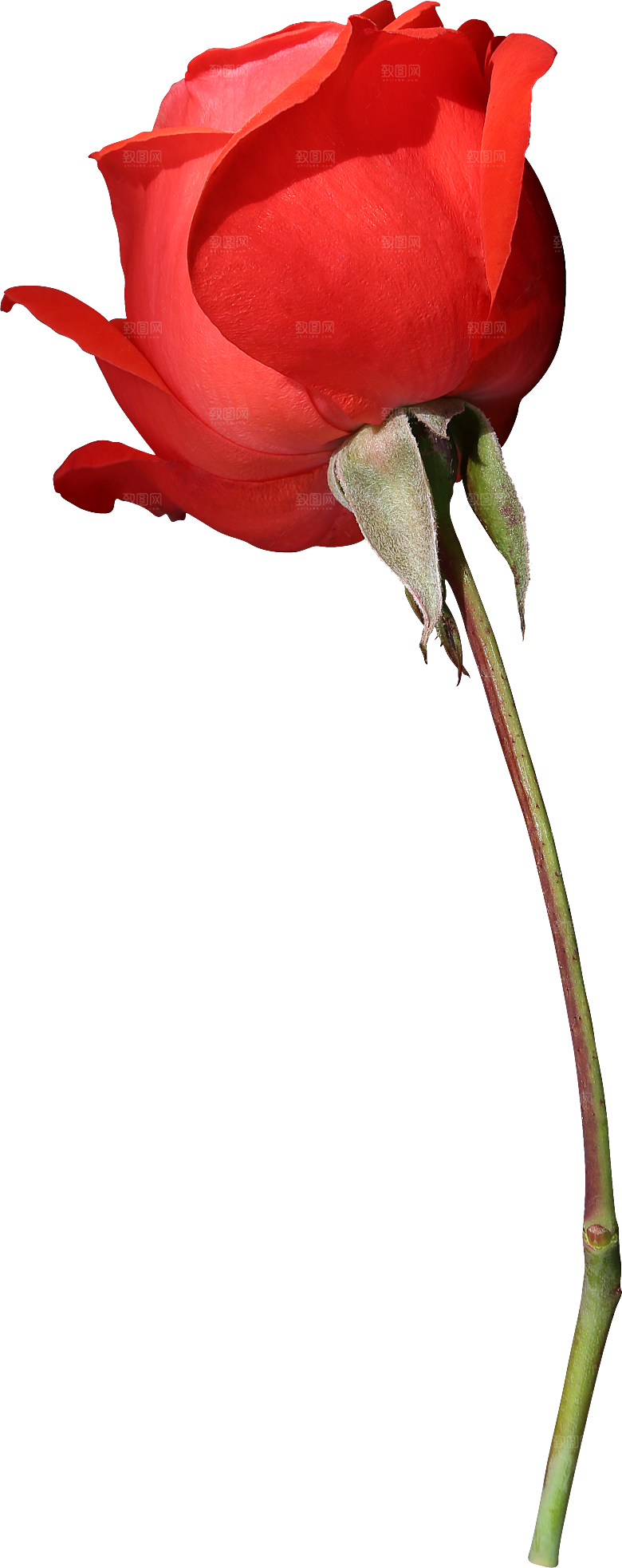 玫瑰花专题PNG图片各色玫瑰花瓣花枝
