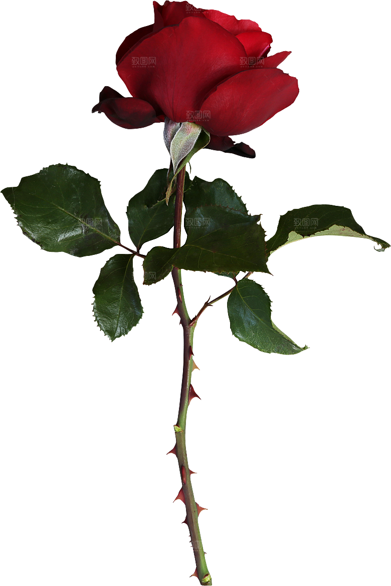 玫瑰花专题PNG图片各色玫瑰花瓣花枝