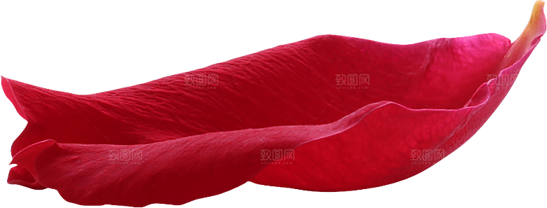 玫瑰花专题PNG图片各色玫瑰花瓣花枝
