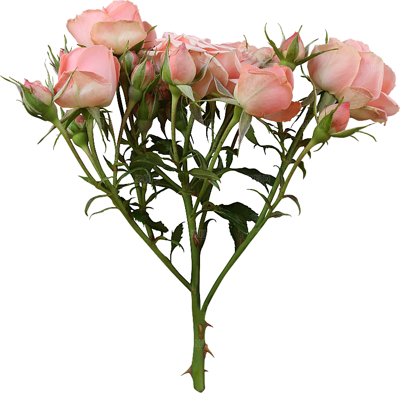 玫瑰花专题PNG图片各色玫瑰花瓣花枝