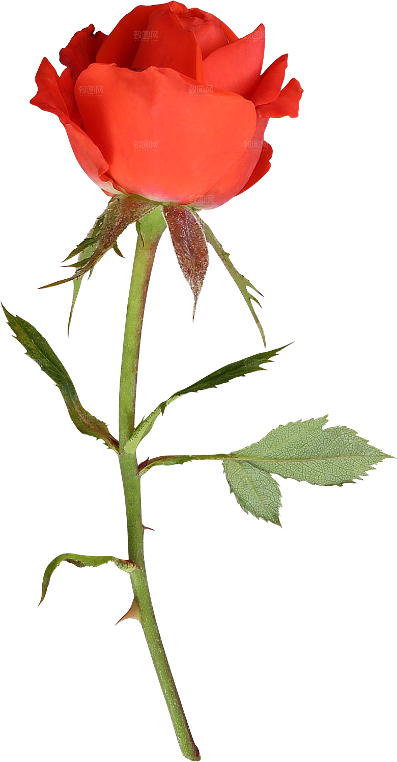 玫瑰花专题PNG图片各色玫瑰花瓣花枝