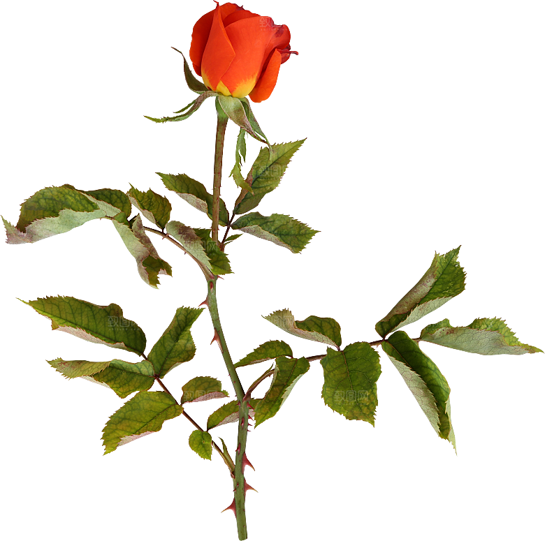 玫瑰花专题PNG图片各色玫瑰花瓣花枝素材