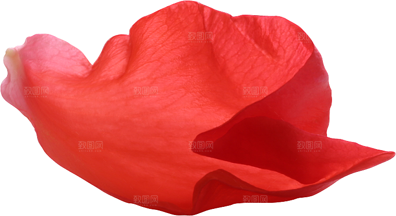 玫瑰花专题PNG图片各色玫瑰花瓣花枝素材