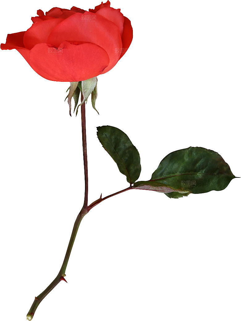 玫瑰花专题PNG图片各色玫瑰花瓣花枝素材