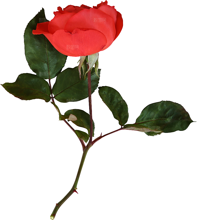 玫瑰花专题PNG图片各色玫瑰花瓣花枝素材