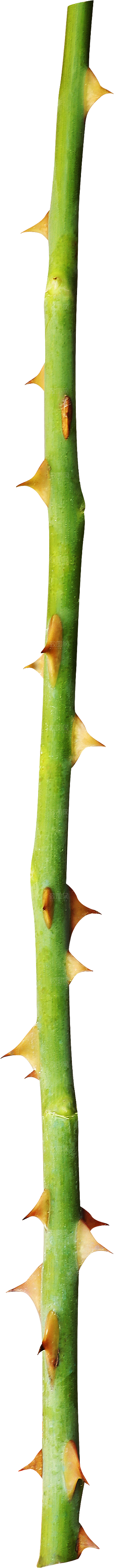 玫瑰花专题PNG图片各色玫瑰花瓣花枝素材